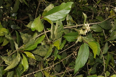 Oxyceros rugulosus